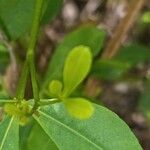 Zanthoxylum asiaticum फूल