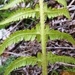 Dryopteris oreades 葉