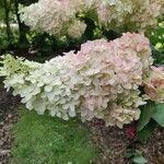 Hydrangea paniculataBloem