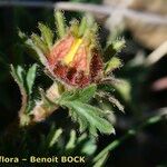 Geum reptans Fruit