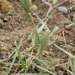 Crypsis schoenoides Annet