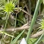 Echinaria capitata Blodyn