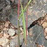 Catapodium rigidum Corteza