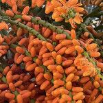 Phoenix canariensis Fruto
