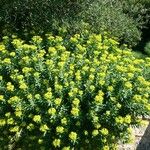 Euphorbia squamigera Flower