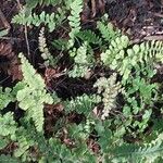 Adiantum hispidulum 叶