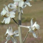 Delphinium gypsophilum Квітка