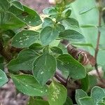 Origanum vulgare Leaf