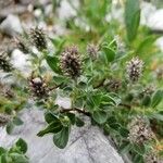 Salix breviserrata Likasa