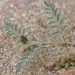 Astragalus vogelii Leaf