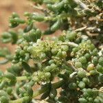 Nucularia perrinii Otro