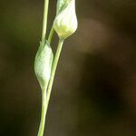 Blackstonia imperfoliata Sonstige