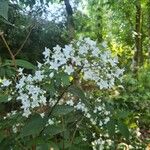 Deutzia setchuenensis Blodyn