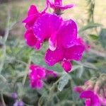 Lathyrus odoratusLorea