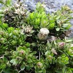 Baccharis alpina Habit