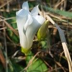 Calystegia sepiumЦвят