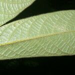Ocotea helicterifolia Листок