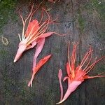 Brownea rosa-de-monte Flower