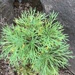 Argyranthemum foeniculaceum Лист