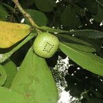 Clusia flava Leaf