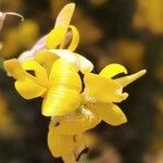 Genista acanthoclada Květ