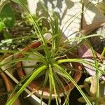 Puya mirabilis Leaf