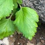 Scrophularia arguta Leaf