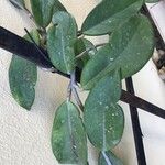 Hoya carnosa Leaf