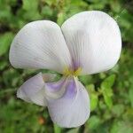 Vigna vexillata Flower