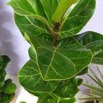 Ficus lyrataFulla