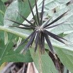 Bidens bipinnata Ffrwyth