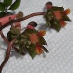 Tropaeolum pentaphyllum Otro