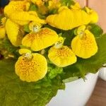 Calceolaria integrifoliaКвітка