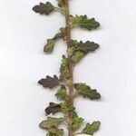 Dysphania pumilio Flor
