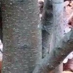 Betula chichibuensis 樹皮