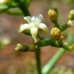 Psychotria wagapensis Floare