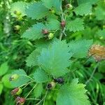 Crataegus submollis Лист