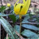 Erythronium umbilicatum 花