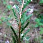 Calluna vulgaris Blad