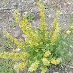 Verbascum pulverulentumFlower