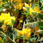 Genista monspessulana 花