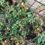 Camellia rosthorniana Leaf