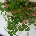 Pilea microphyllaبرگ