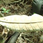Pycnandra fastuosa Hoja