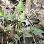 Viola cucullata 整株植物