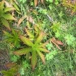 Filipendula rubra Φύλλο