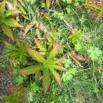 Filipendula rubra Leaf