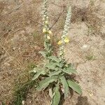 Verbascum niveum Habitus