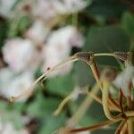 Rhododendron vernicosum Frukt