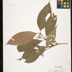 Psychotria bahiensis